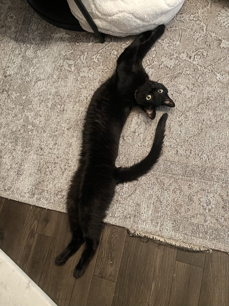 今日もナガイナガイネコチャン