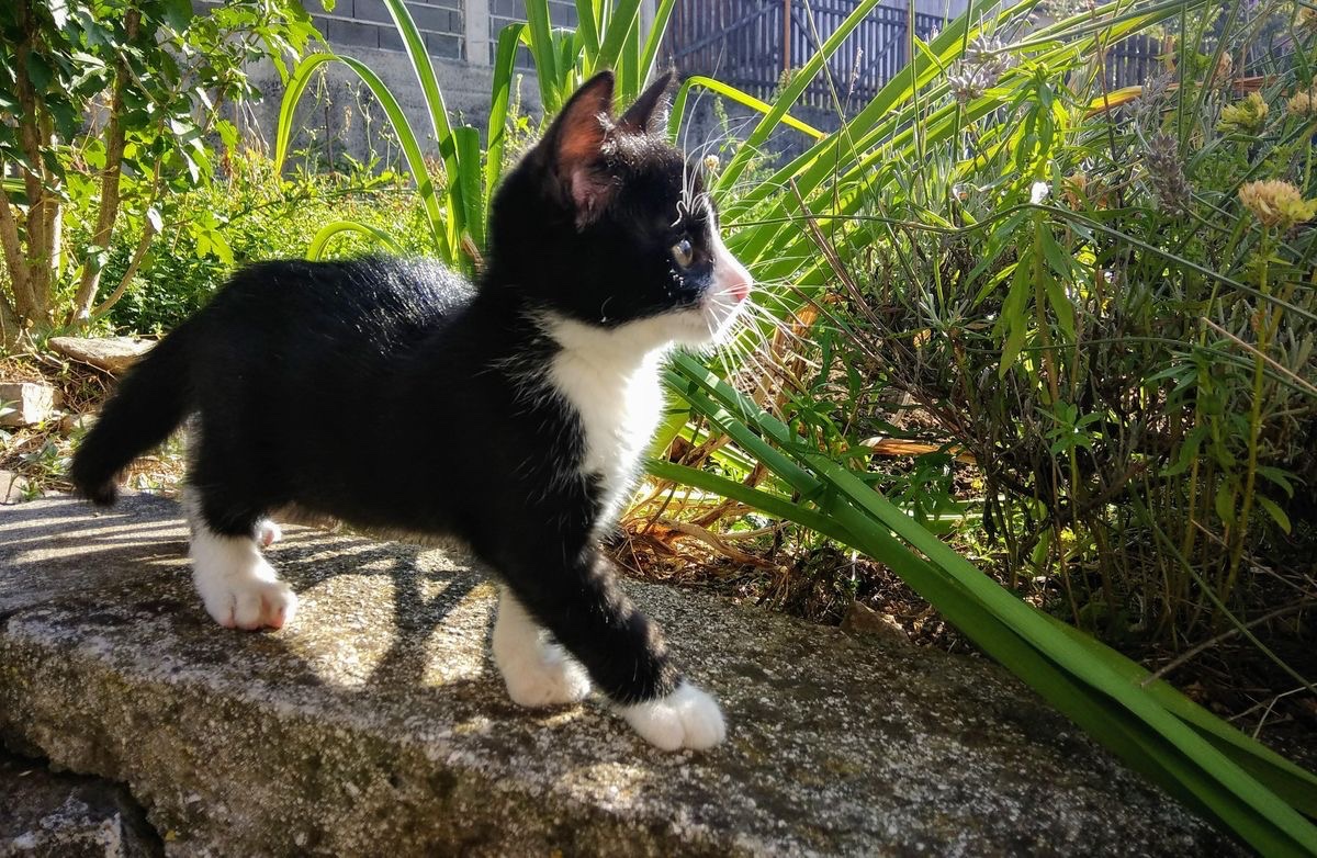 catsdotjpg's tweet image. 