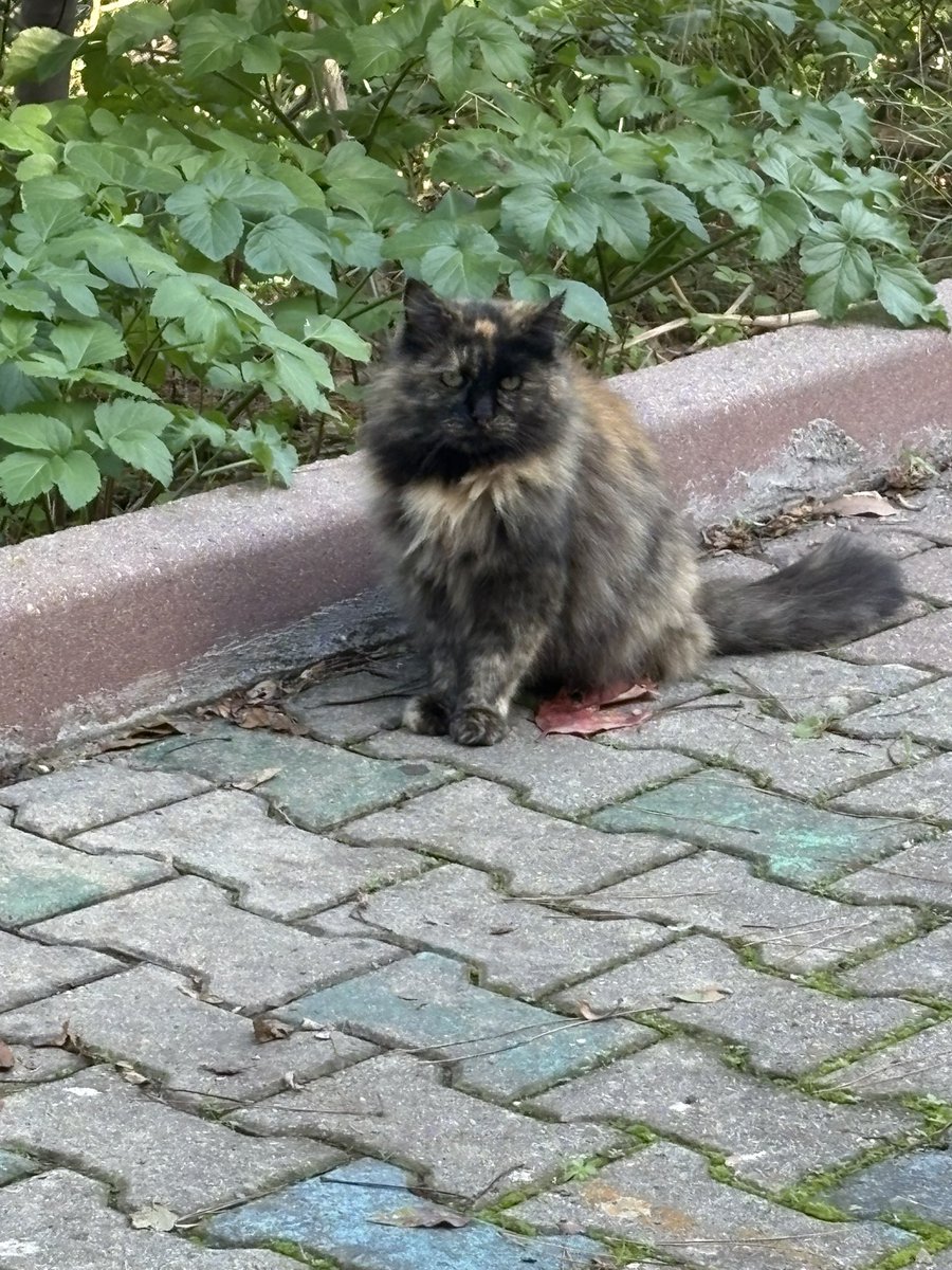 Kedilerimiz🐈🐈
#adagünleri