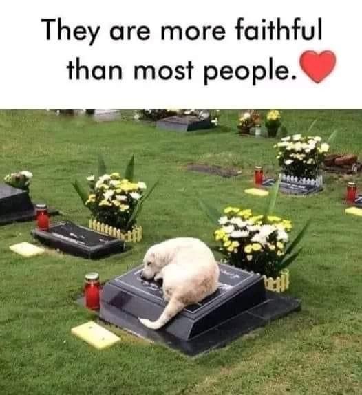 𝕏 Dogs (@_xdogs) on Twitter photo 