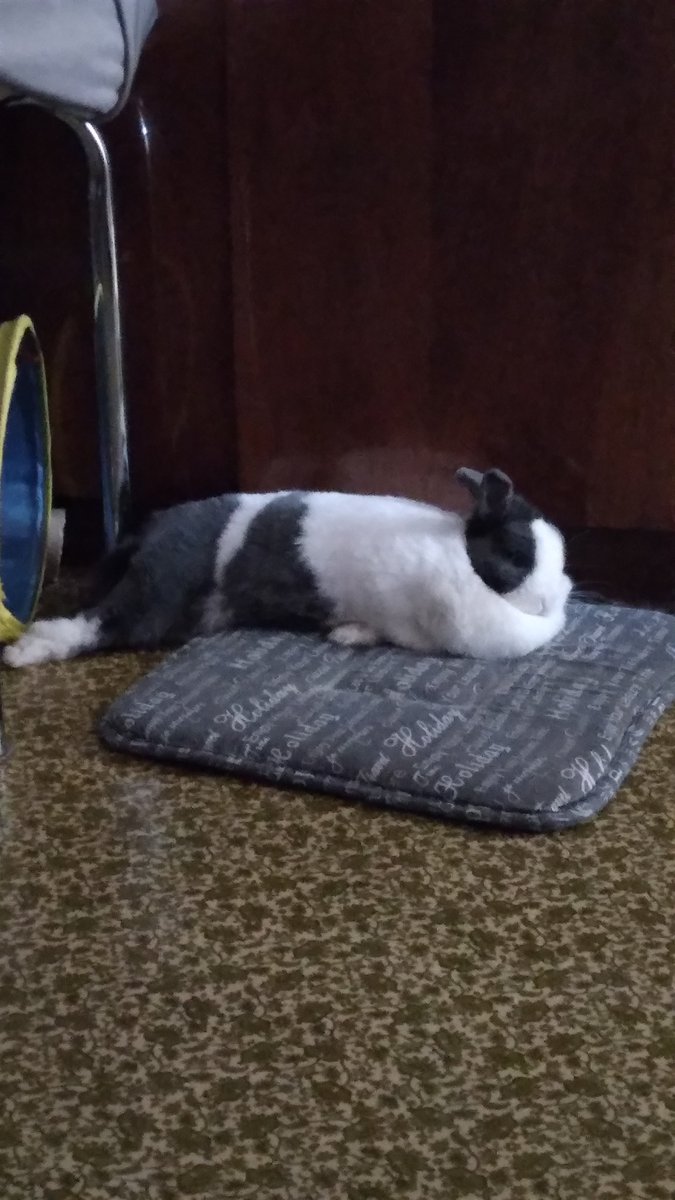 🦋✨ 𝑩𝒍𝒖𝒆𝒏𝒄𝒆 𝑻𝒉𝒆 𝑴𝒐𝒇𝒇 ✨🦋 tweet media