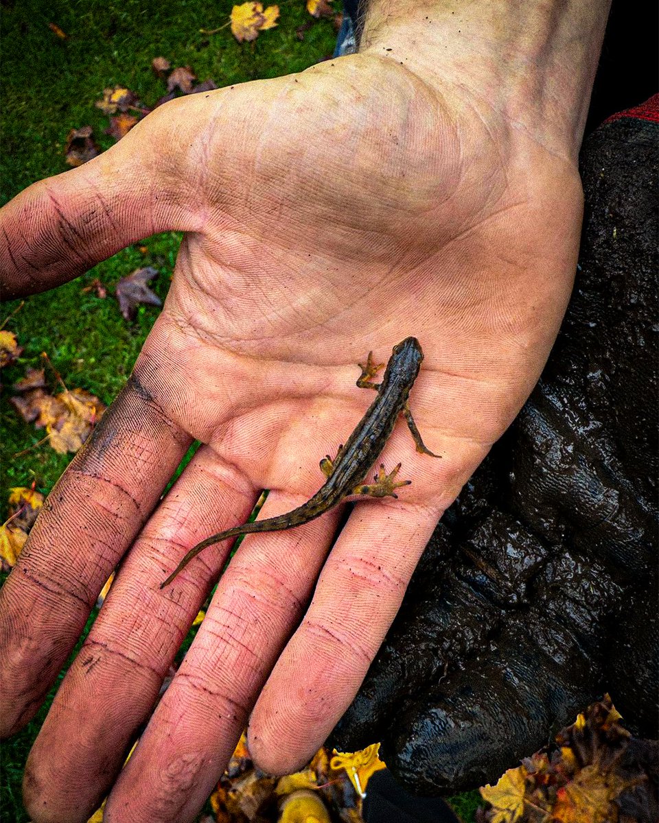 alexjameshq's tweet image. Meet today’s farm celebrity: a smooth newt.

Likes damp soil, frog tadpoles, and long walks under logs. Small, spotty, and far too elegant for its own good.

#DownOnTheFarm #FarmLife #NewtLife