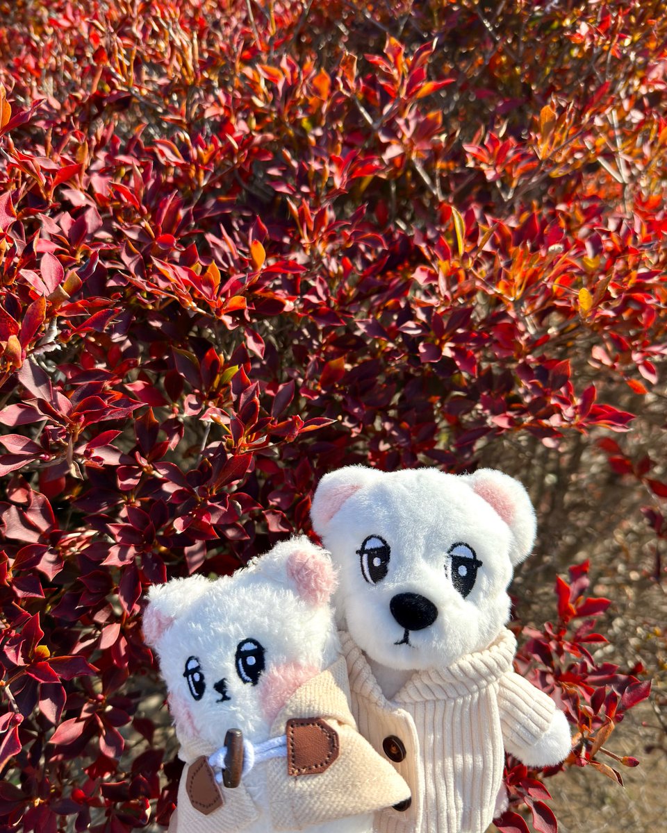 🦁🦁🍁🍁🍂🍂 #wookdong #욱동이 #ウクドン