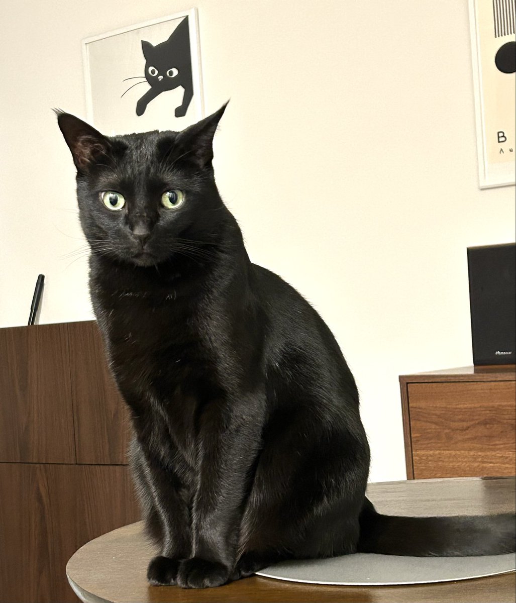 darisan9's tweet photo. 猫と猫❣️

#ピカソ
#黒猫グリーンアイ
#猫好きさんと繋がりたい 
#今日もありがとう https://t.co/4WpTrJbGOl