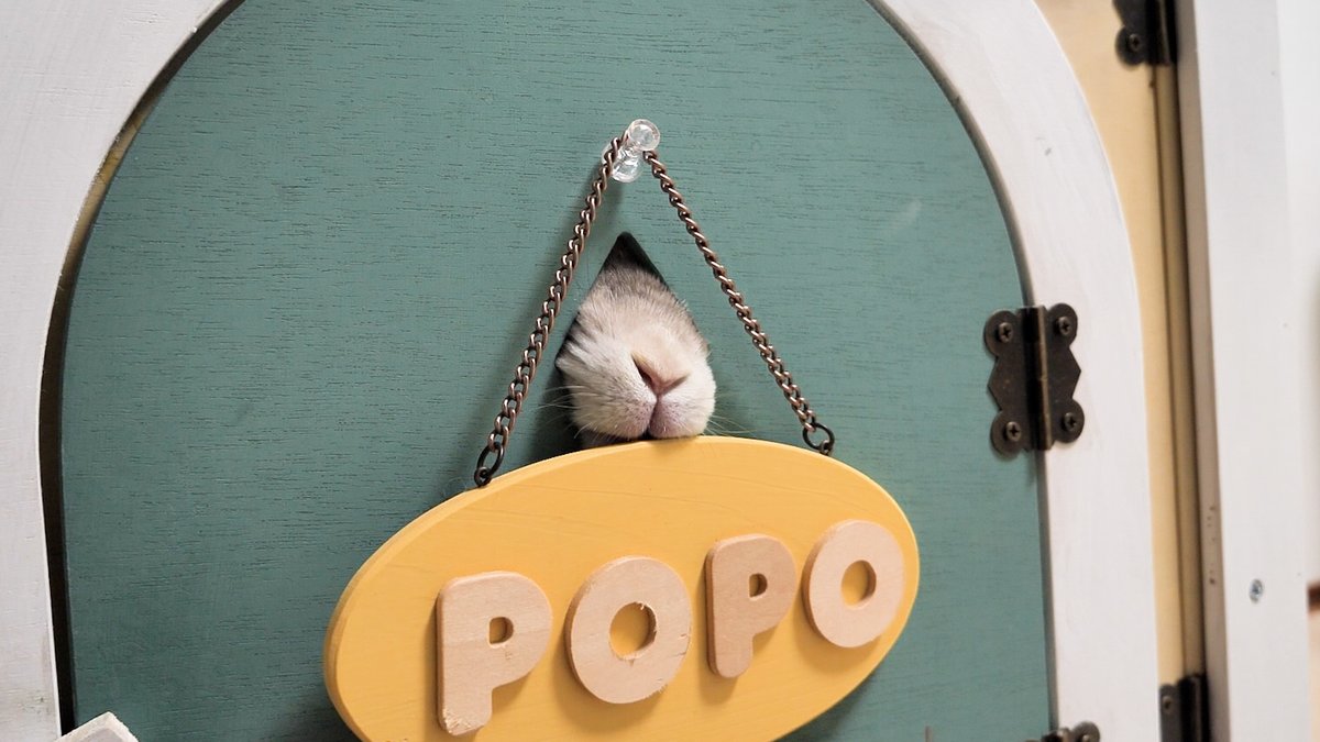 コガラナ天パのうさハムch (@kogaranatenpa_y) / Posts / X