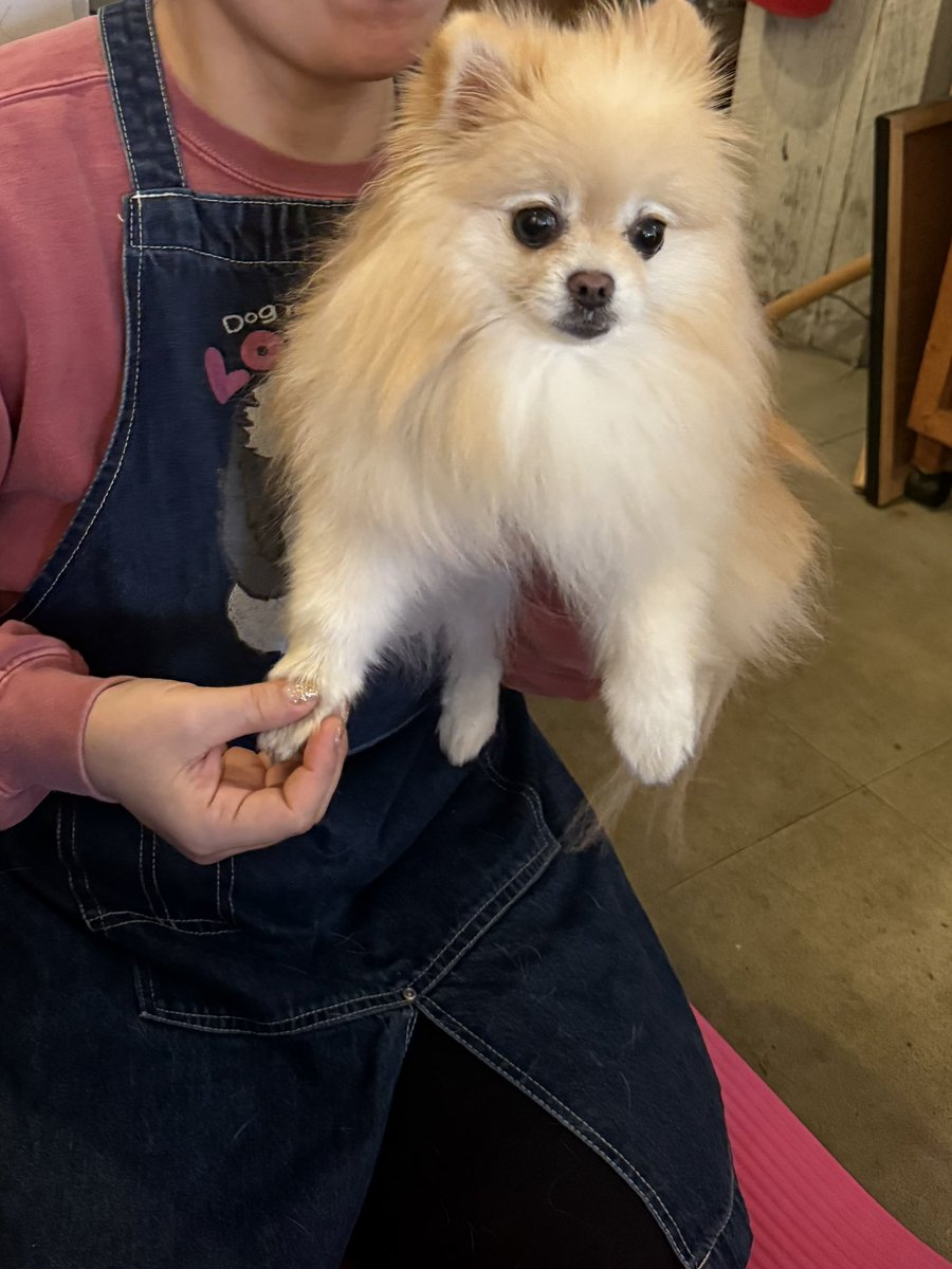 ポメラニアンの若様 (@pomeranian_waka) / Posts / X