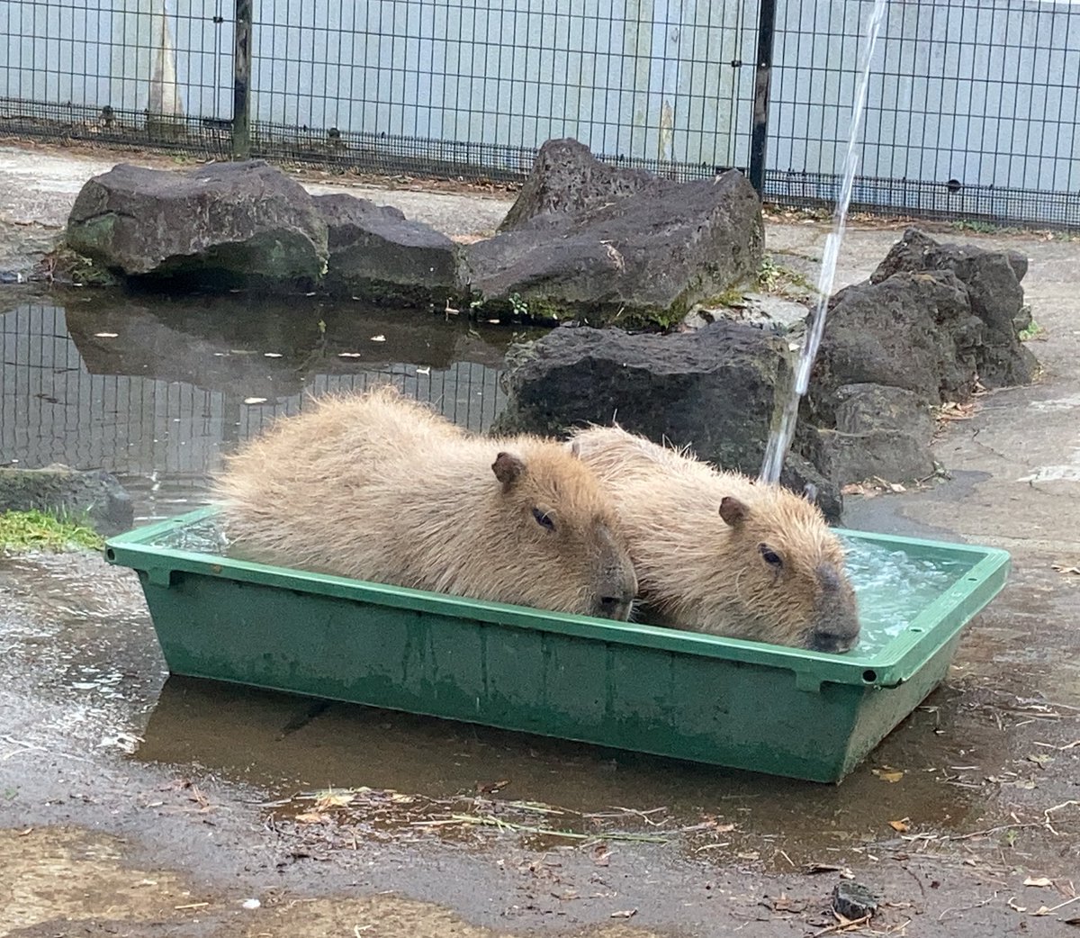 ねず子 (@aozoranosita328) / Posts / X