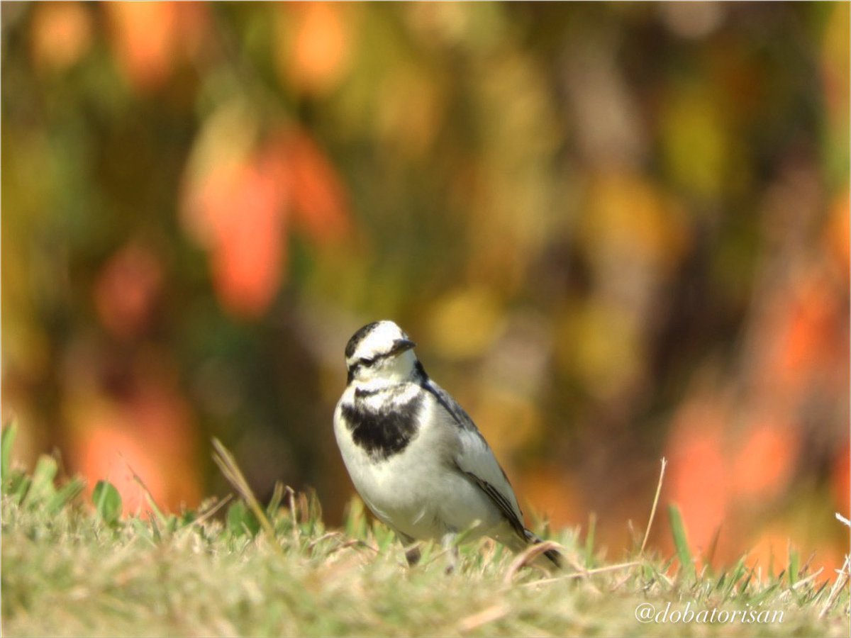 dobatorisan's tweet photo. 秋だね🍂🍂 https://t.co/MMPCLIX1IZ