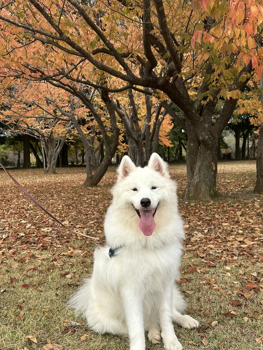 サモエド☆さだはる (@sadaharu__0905) / Posts / X