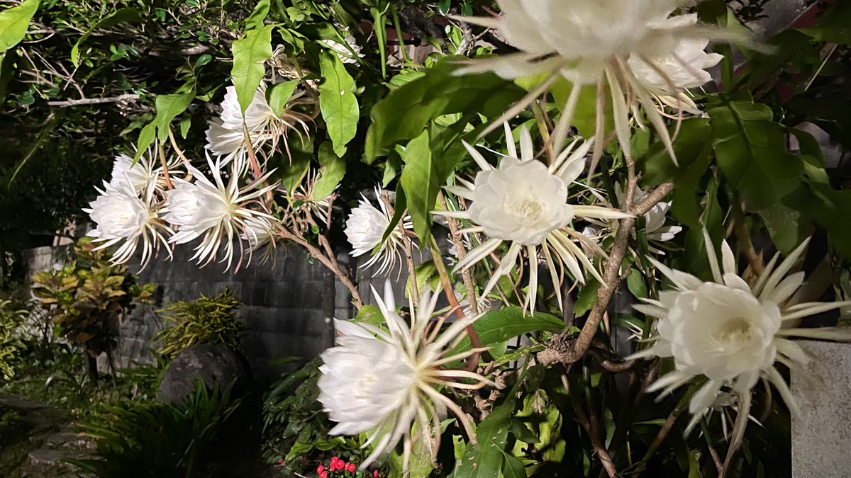 sf_solaris's tweet image. 月下美人咲き乱れてる