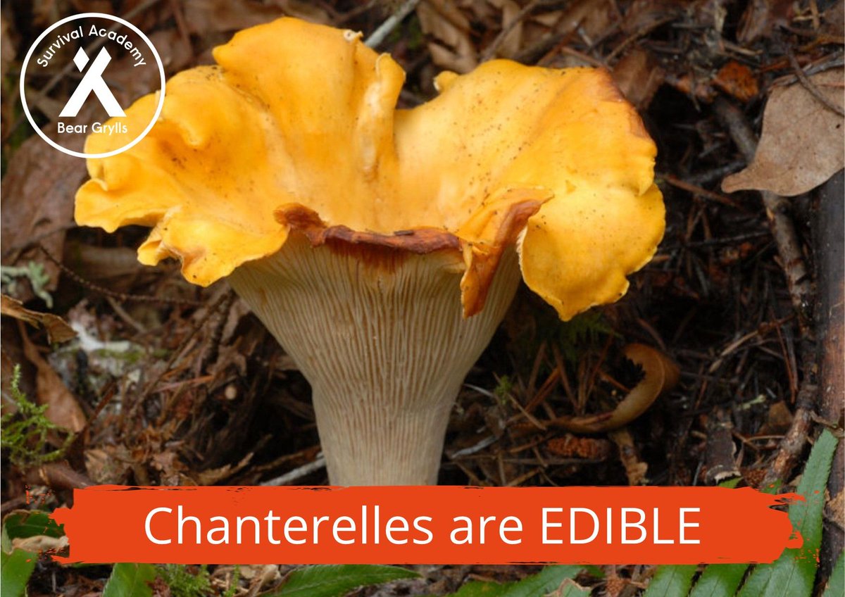 Often found under hardwood trees like oak, birch and beech or near conifers like pine, spruce and fir; Chanterelles are not only edible they are also pretty tasty!

Did you guess correctly?

#ExtremeFood #EdibleORDeadible #SurvivalTips #BGSA #BearGryllsSurvivalAcademy