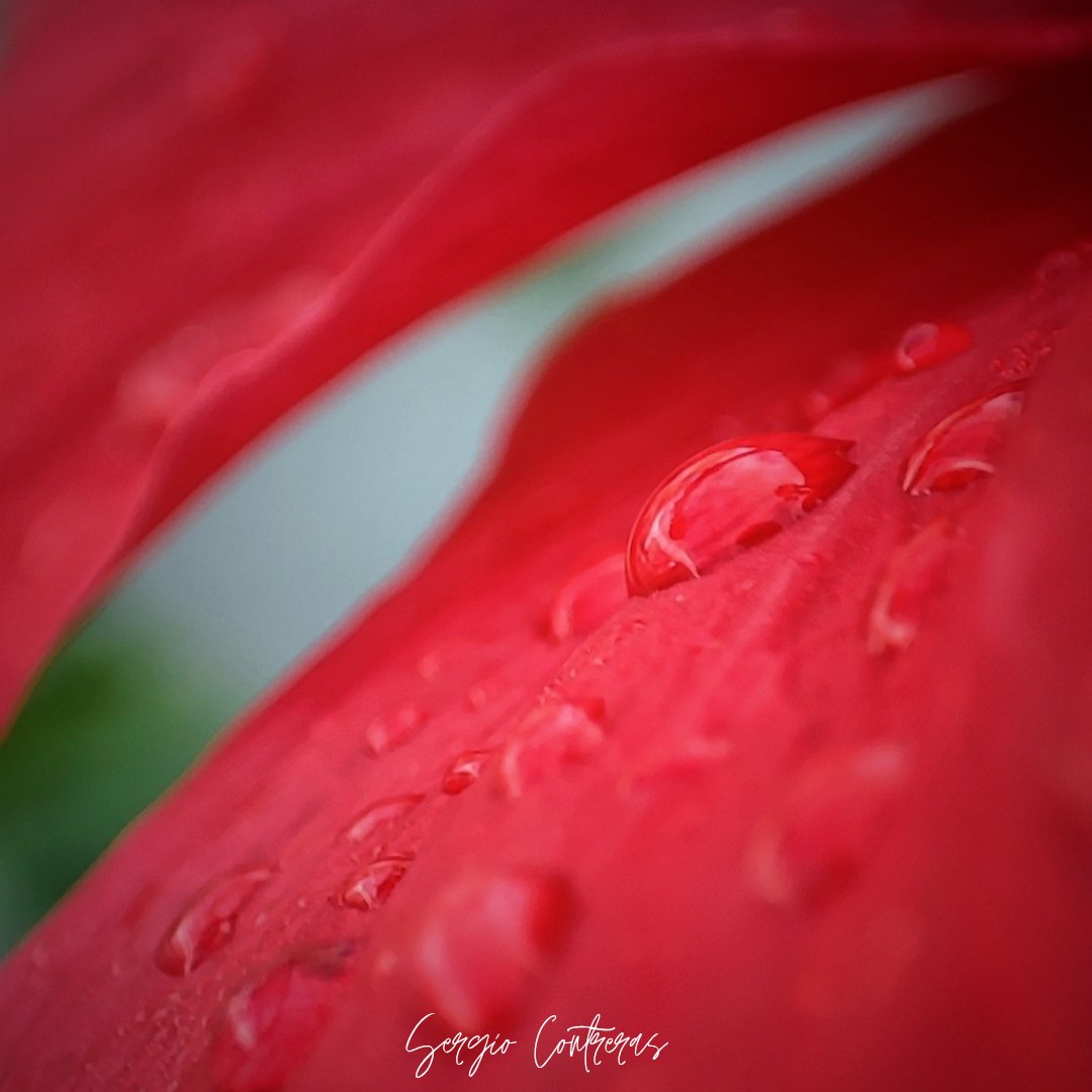 SergioCon34's tweet photo. Deja que la lluvia te acaricie ❤️
#SuperMacro
📱 https://t.co/TY2nb6D72r