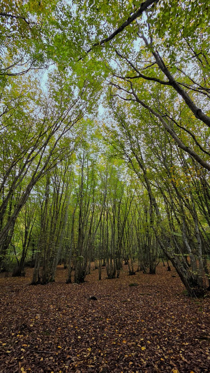 Tablonun içine düşmüşüm gibi🍂🍁🤩