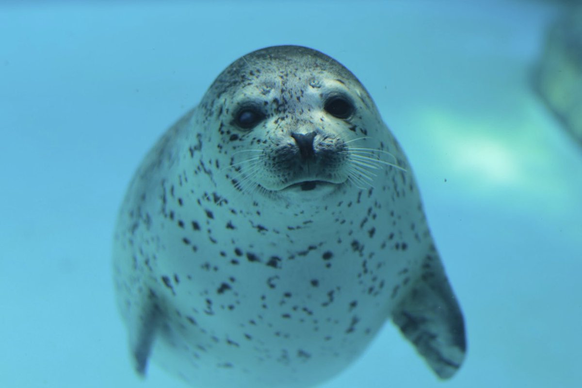 かお🦭 tweet media