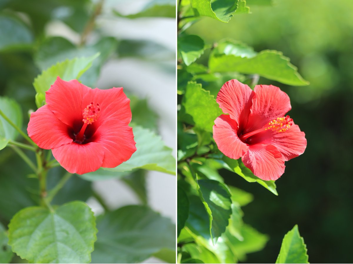 戸外プランター植えのハイビスカス