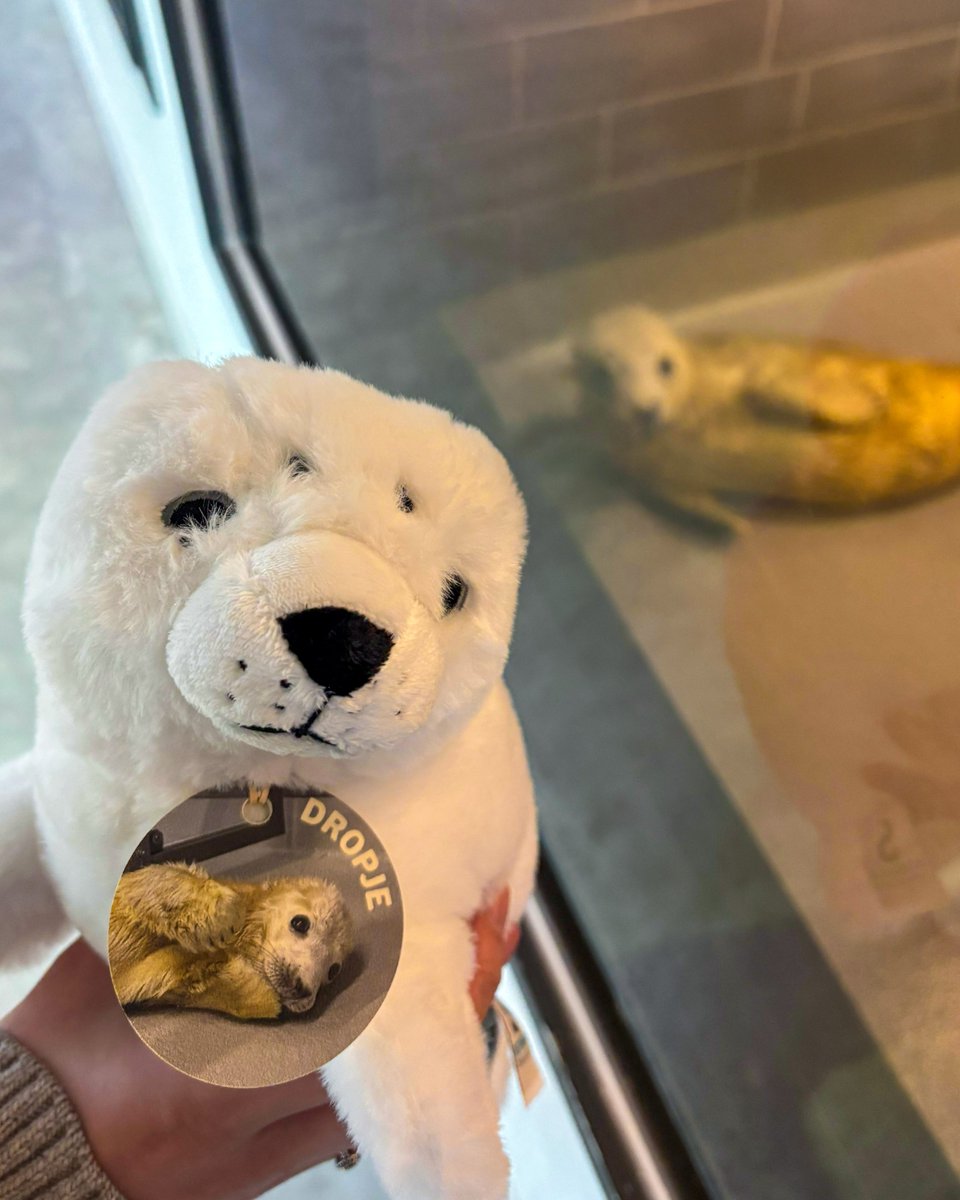 Zeehondencreche's tweet photo. Dropje has only just joined us and right now all she needs to do is to grow big and strong 🦭💛 You can support her by buying your own Dropje plush toy in our shop at the WEC. This way, you’re helping Dropje and you immediately have a soft little friend that you can cuddle. 💙 https://t.co/qZ4hKvRYCS