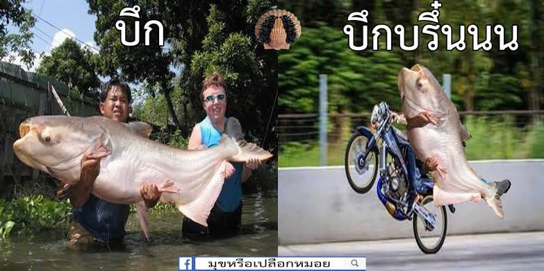 ภาพปกเทรดนักบิด บึกบรึ๋นนนน