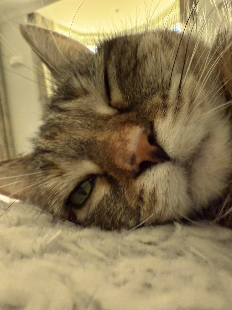 Sunday. Too tired to snooze.