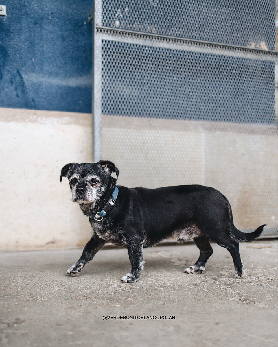 #Asturias
#TROSKY, (más conocido como el BOSS 😃). Es el típico perro canijo, de solo 6 Kg y 13 años, que se cree Pastor Alemán 😂. 

Convive con otros perros y perras siempre cuando tengan claro que quien manda es él y que si se cae al suelo un trozo de salchicha ... pasará por