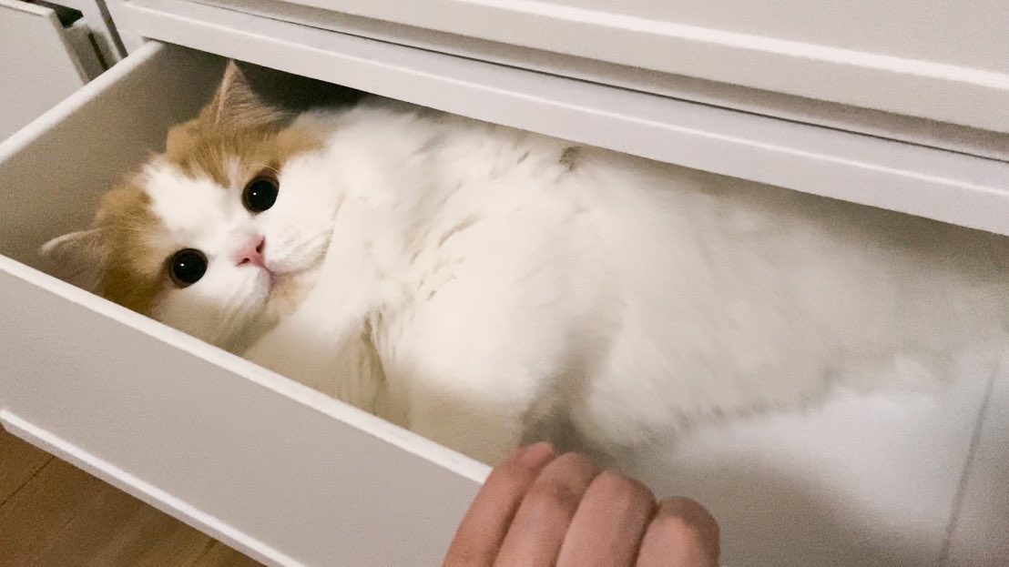 猫のレモンと犬のポテチ tweet media