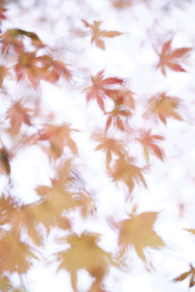 S38Qq9's tweet image. 白飛んでうわぁ(&apos;ω&apos;)という心境です。
ピントは合わしてません。
何となくそれが良いなと思いまして。

もしも、ndフィルターがあったなら〜♪光を減らして、白飛〜びを♪
防ぐ…ことが…でき〜ただろう♪

白地にもみじ…何だか着物とかにありそうですね。
#写真
#EOSR6MarkII