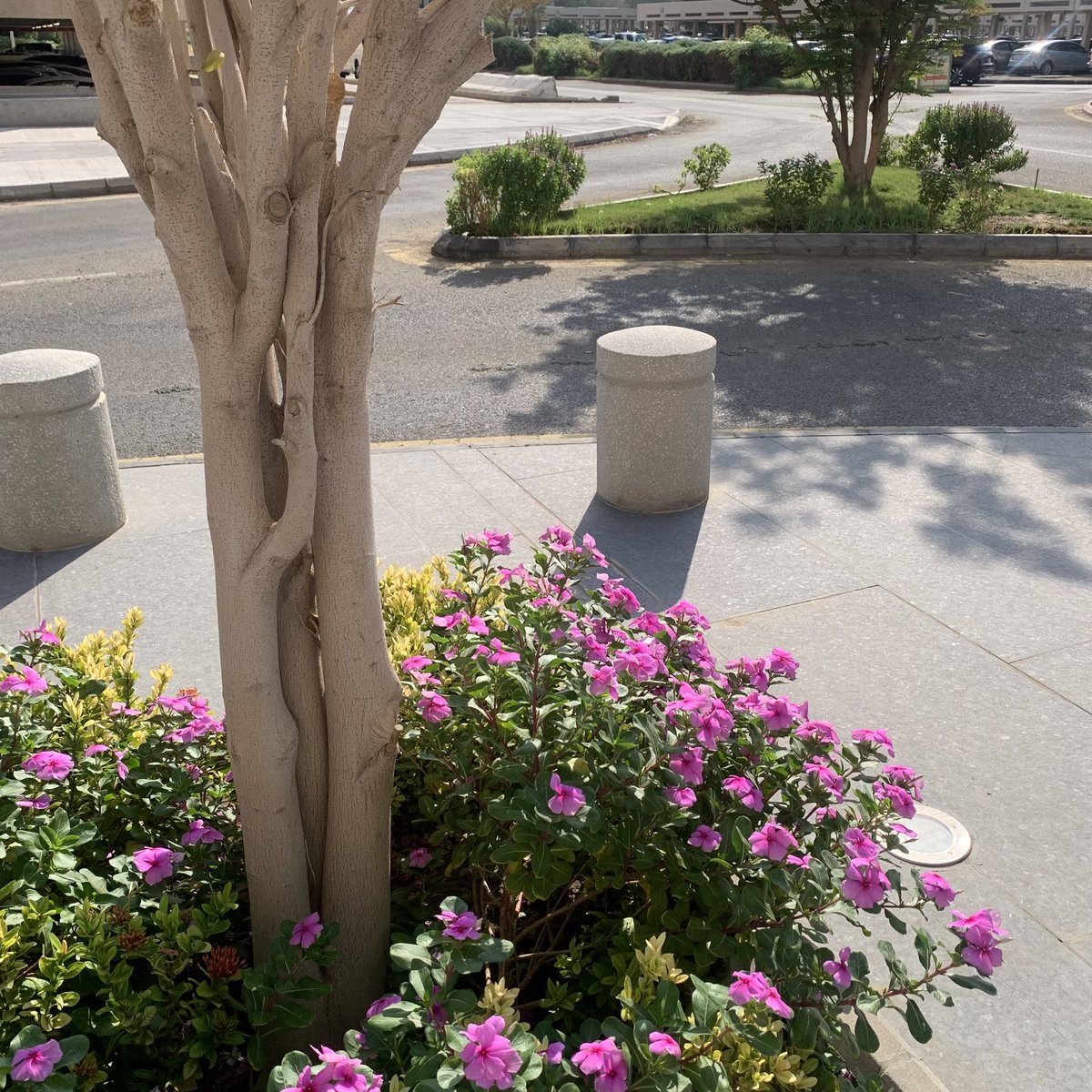 Tim Al-Shanqiti 🇸🇦 tweet media