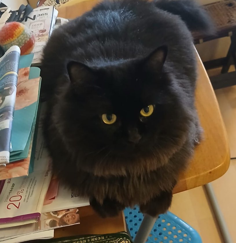 65ziggystardust's tweet image. I don’t care if it’s 3.30pm, I demand my dinner, now! #CatsOfTwitter