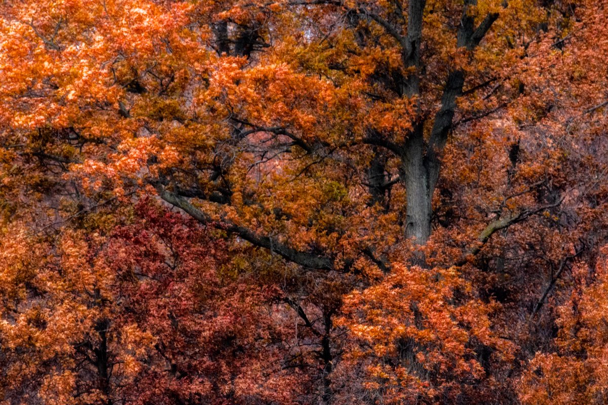 dogwood (@dogwood) on Twitter photo 