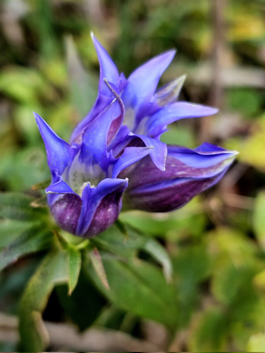 多摩丘陵 秋の山野草 竜胆(リンドウ)