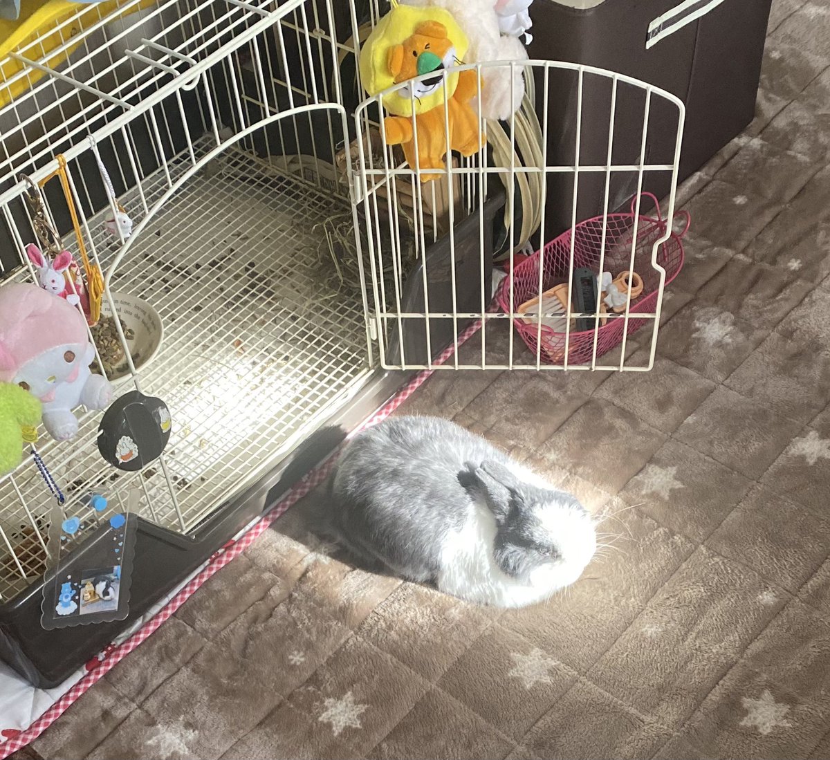 こんにちはもこ🐰
神々しい日向ぼっこ🐰✨
#うさぎ　#うさぎのいる暮らし