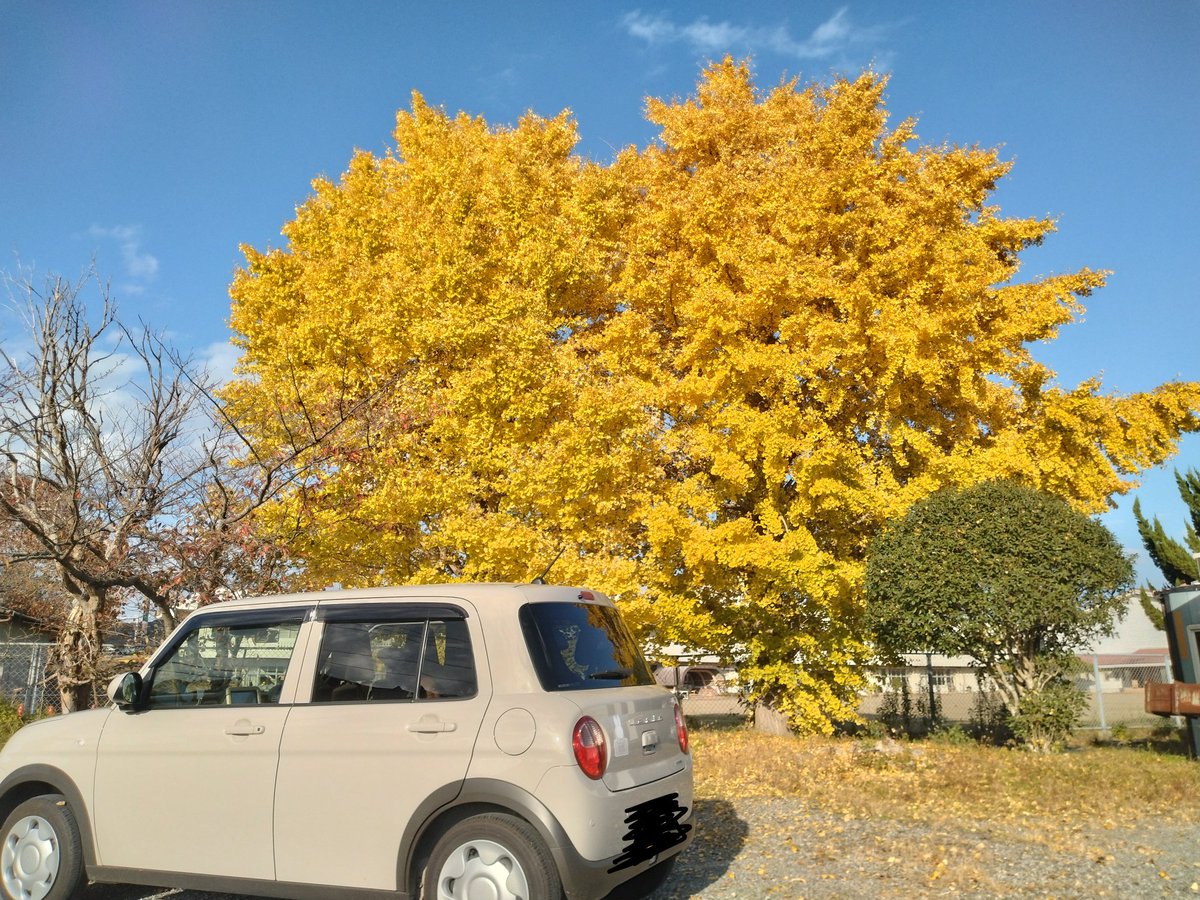 narivis's tweet photo. 母校のイチョウがキレイだった。
電柱も紅葉？してる。 https://t.co/VhCNhmm2qM