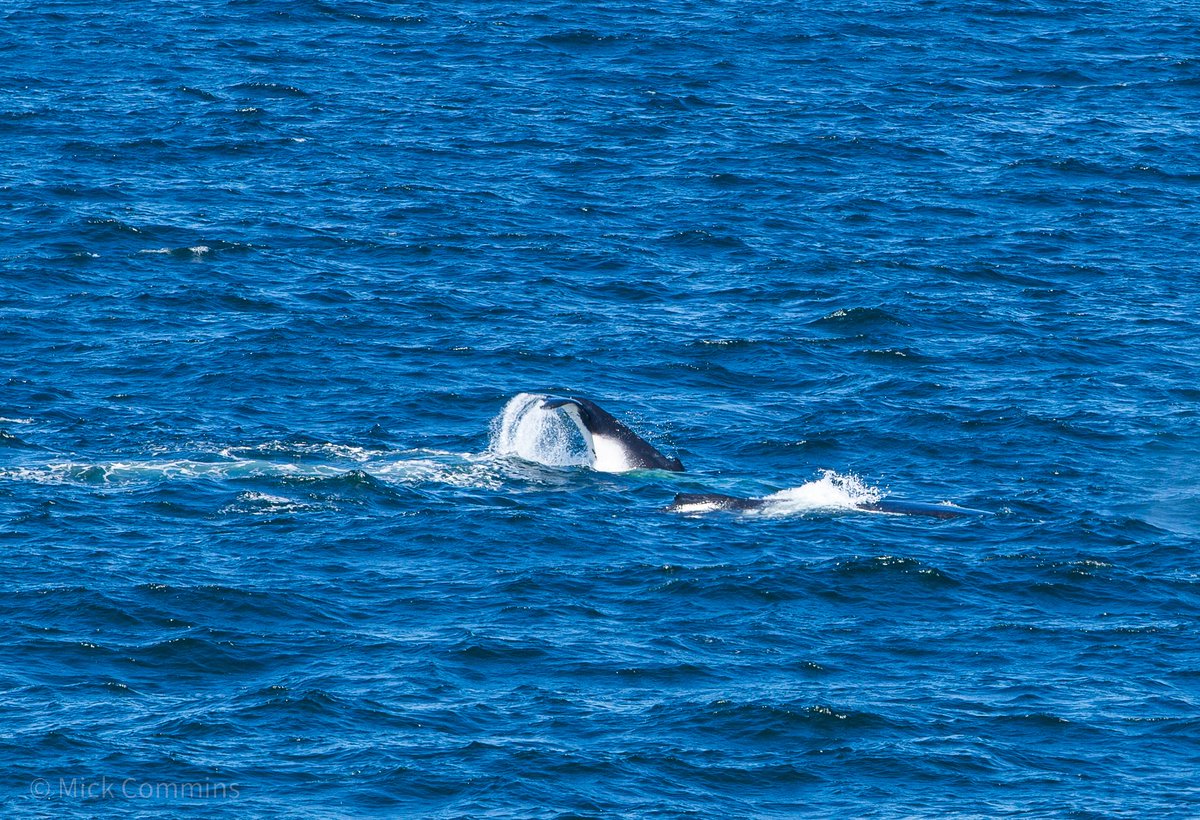 MickCommins's tweet photo. Dalmeny whale watching lookout 8/11/25 https://t.co/7w4sjNqriV