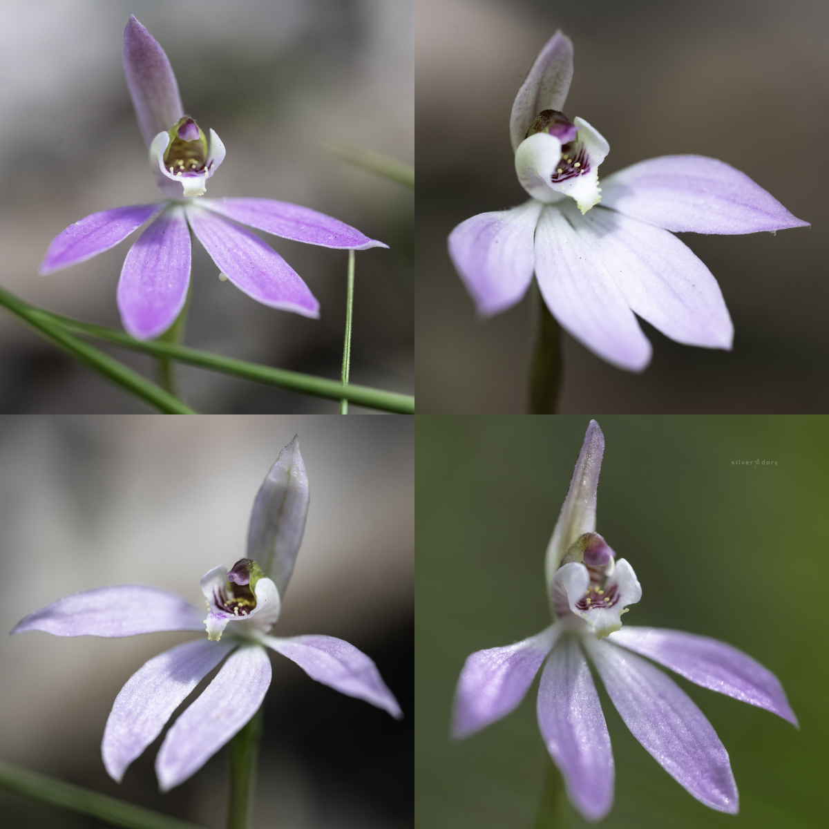 Silver Dory tweet media