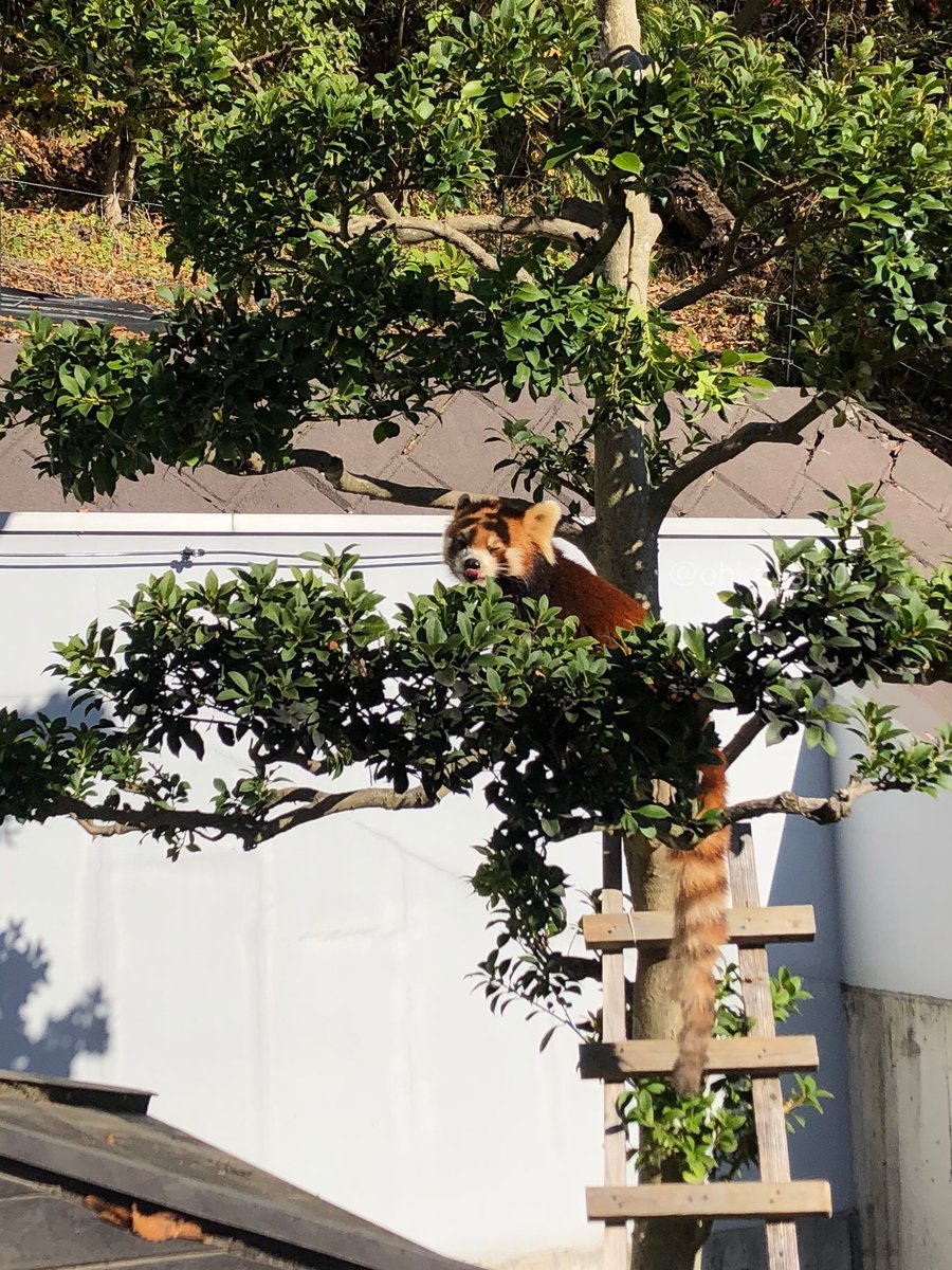 桜華 (@ohka_sl70) / Posts / X