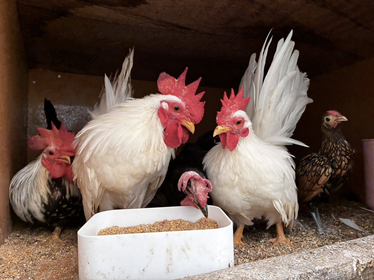 ナンシー・Onagadori (@Nancy65094154) / Posts / X