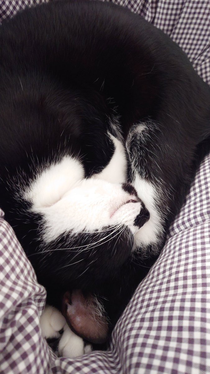 CIbPeFjePNtA1FP's tweet image. 寝かしつけの達人

#今日のあんこ