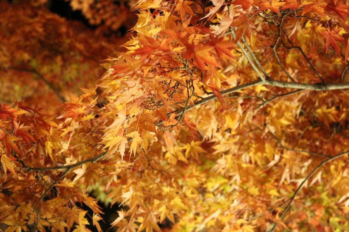 紅葉を見てきたついでに人生初の一眼で写真を撮ってみた