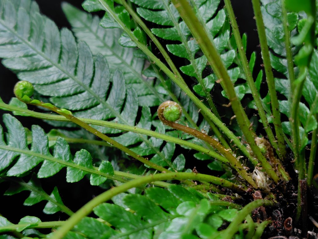 AQUAFORTUNE2007's tweet photo. Blechnum obtusatum var. obtusatum
クルクルがあちこちから出ていて良い感じだったので撮影しました!
やっぱり大きめのシダ格好良いですね😊
#Blechnum
#オブオブ https://t.co/2QLJgnt80o