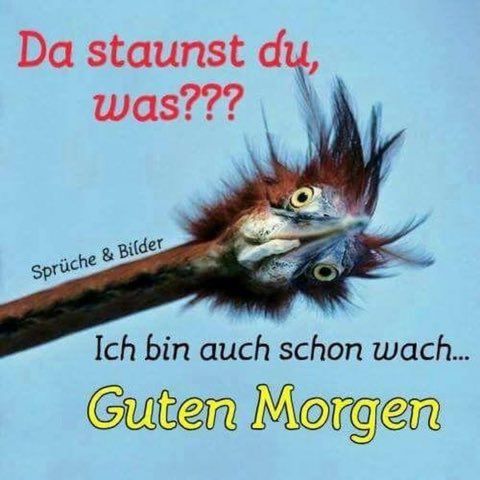 Guten Morgen in die Runde