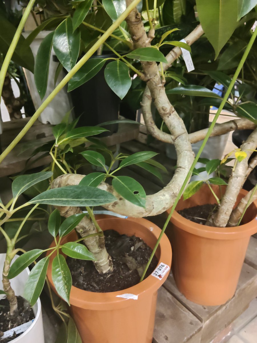 きみ、いいくびれしてるねぇ