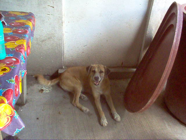 ismahe's tweet photo. Estoy en 2003 en Poza Rica Veracruz, alguien sabe donde conseguir un cargador tipo C en este tiempo, lugar o conexión Wifi?, en la presidencia dicen algo de de Intranet, pero su cable Rj no es compatible.

El es Chatty 2003 https://t.co/ndorFxkuLe