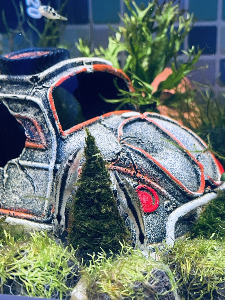 月華かぐや🥮Vstreamer (@KaguyaTsukihana) / Posts / X