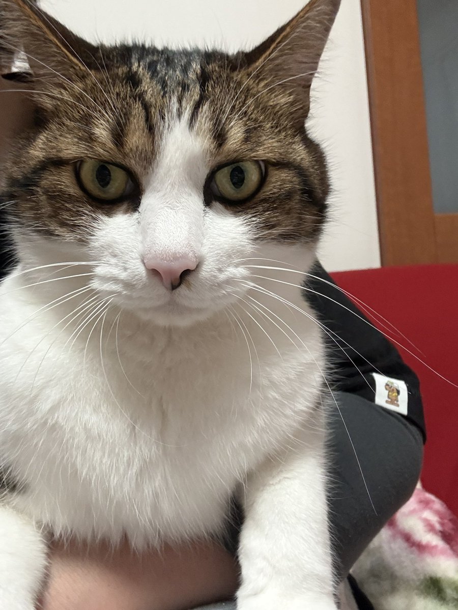 こあじ ZX 750 Buty Adidas (M22498) • sklep 1but.pl