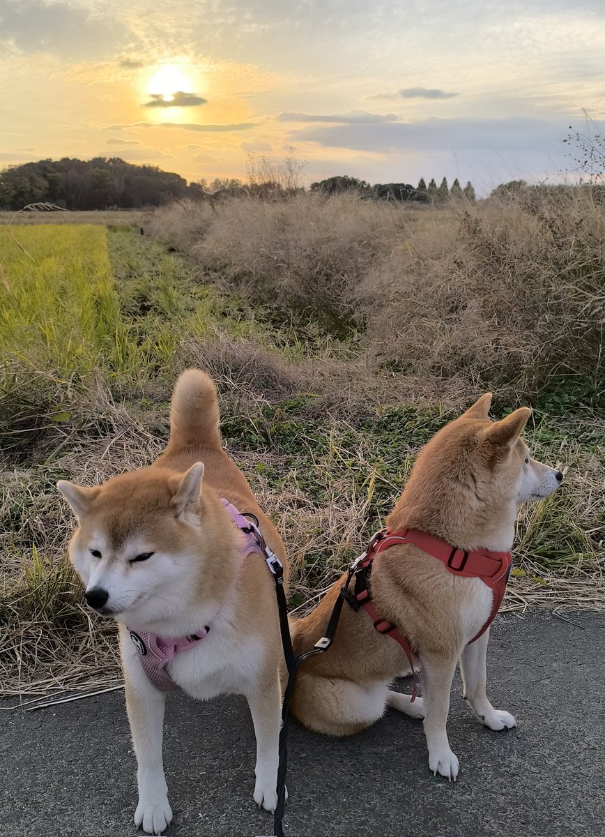 夕散歩
晴れ☀️
風も無く暖かです
田んぼにカラス🐦‍⬛🐦‍⬛さん😆
土手でウォーキングのおじさんに会えました😊
ちび子　ニコニコ😊
まる子　ニコニコ😊
#柴犬　#犬との生活　#犬のいる生活