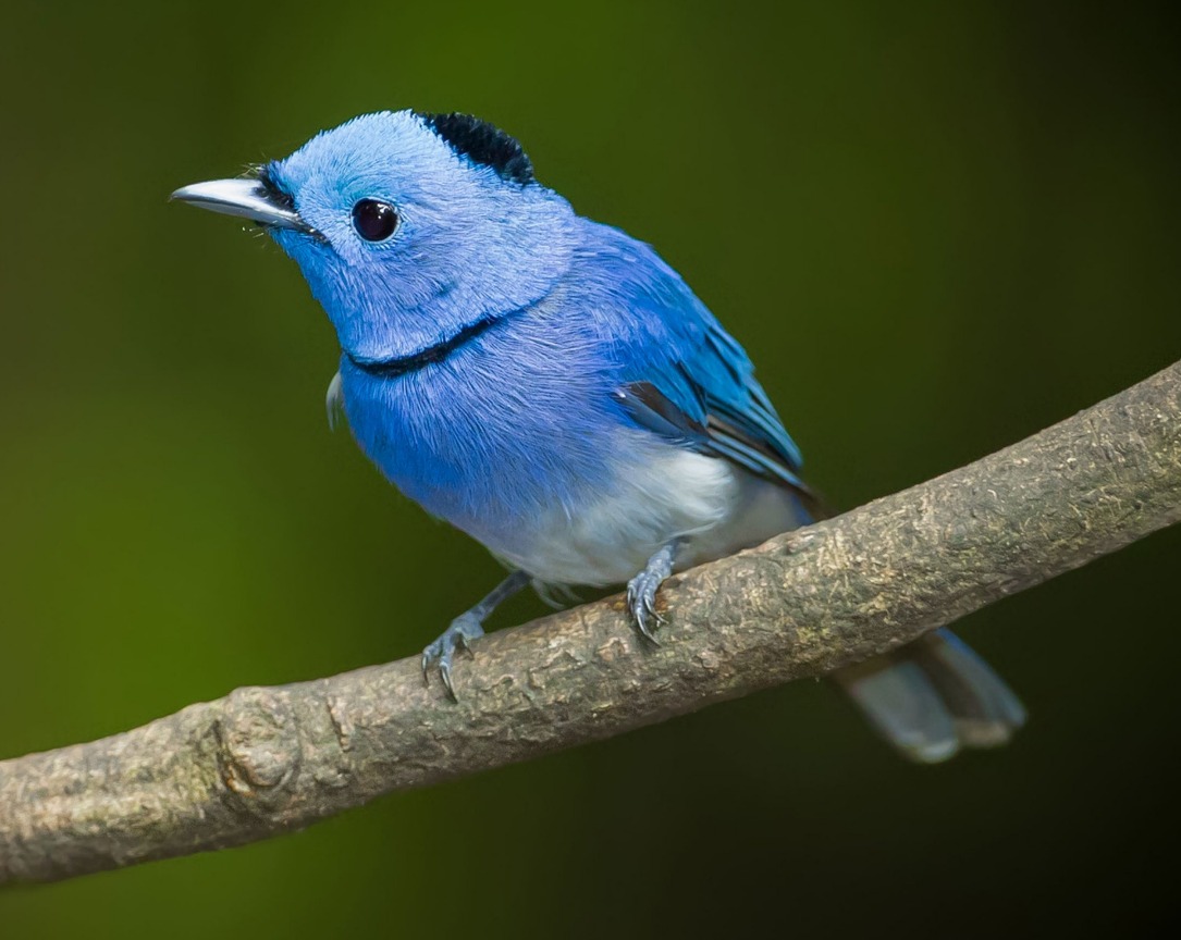 DigiTechVLE's tweet image. The bird pictured is a male black naped monarch Hypothymis azurea or black naped blue flycatcher. 🐦☘️ 

Behavior: Like other flycatchers, it hawks in mid air to catch its prey, which mainly consists of insects.