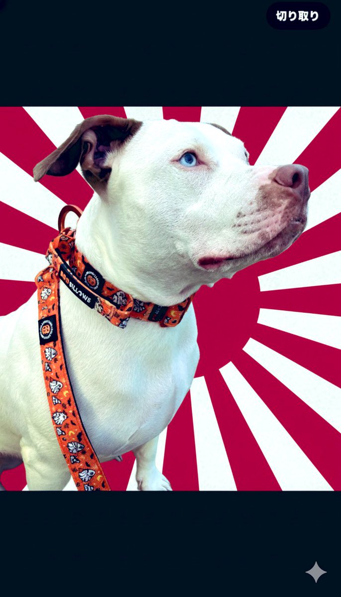 DPitj's tweet photo. 少し希望が見えて来た
って言うてます🇯🇵 https://t.co/NS0NWAv3h9
