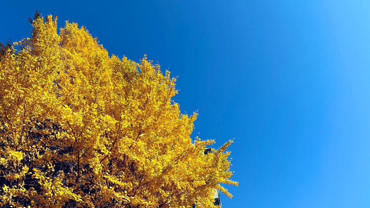 inaho_o_o_o_o's tweet image. 今日は空が美しい日だったね。
銀杏が色付いて青空とのコントラストが美しく、つい📷してしまったよ