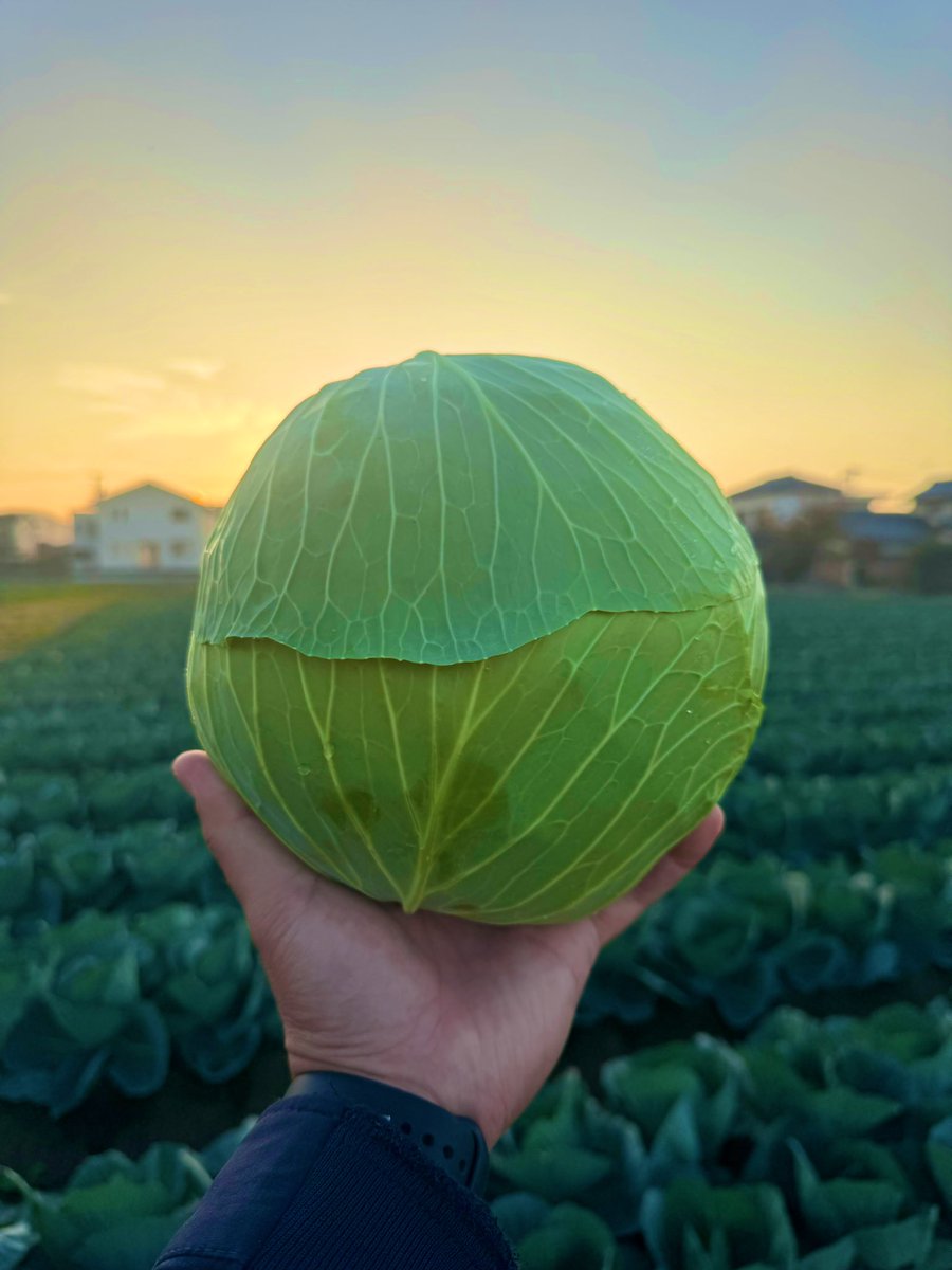 Post by 絹沙 on X: 丸い！