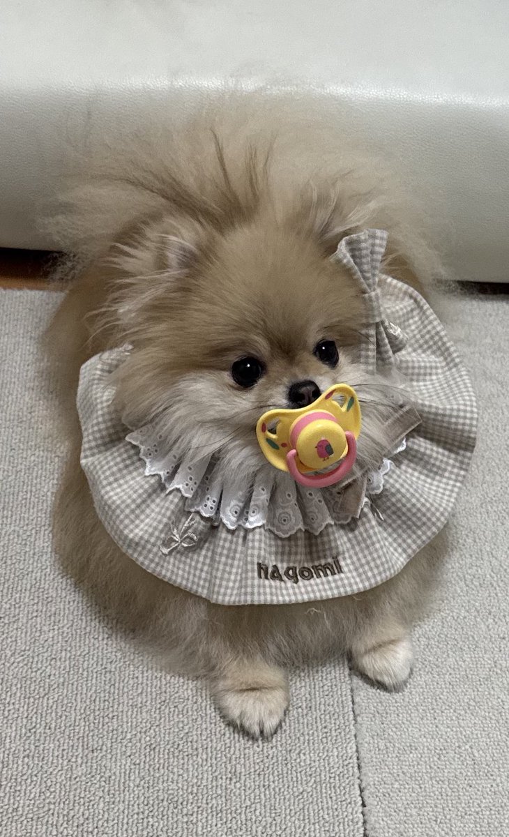 この写真をうちの愛犬に狂ってる友人に送ったら
「今、わたしは冷静さを欠こうとしています」
「人しにが出ます」
「10分ほどで行きます」
と返信が来て震えています