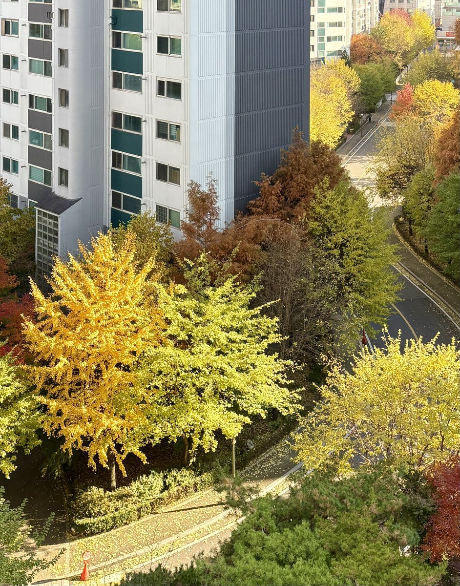 zhiyuan_h's tweet image. 감기로 골골 거리는 동안 가을이 다 갔네🍂🍁